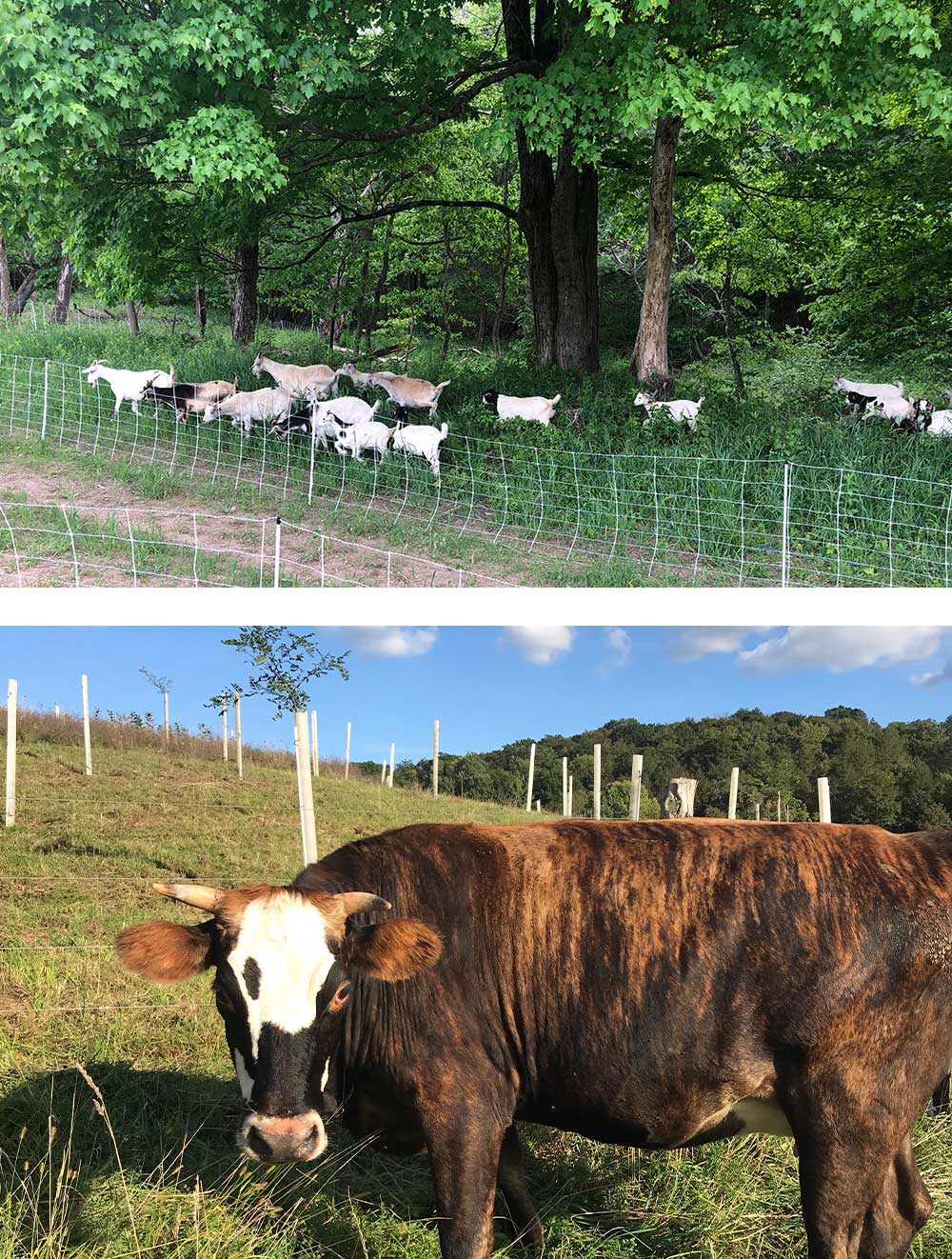 An Agroforestry example of Silvopasture