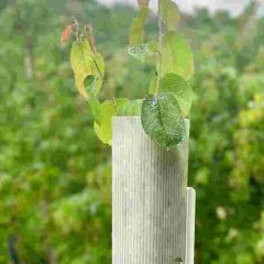 Planting Accessories