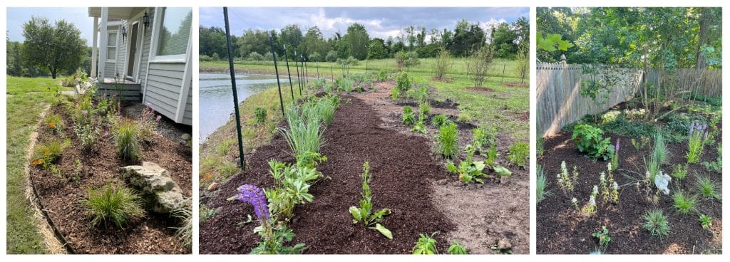 Three native plant landscapes