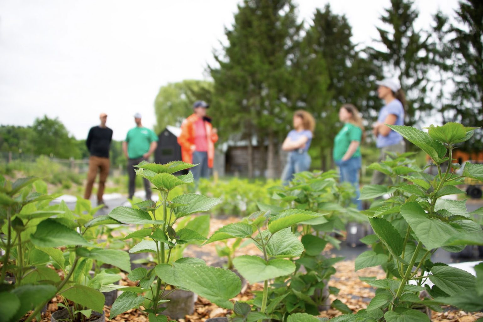 Visitors walking among native trees and shrubs at Arthur’s Point Farm nursery