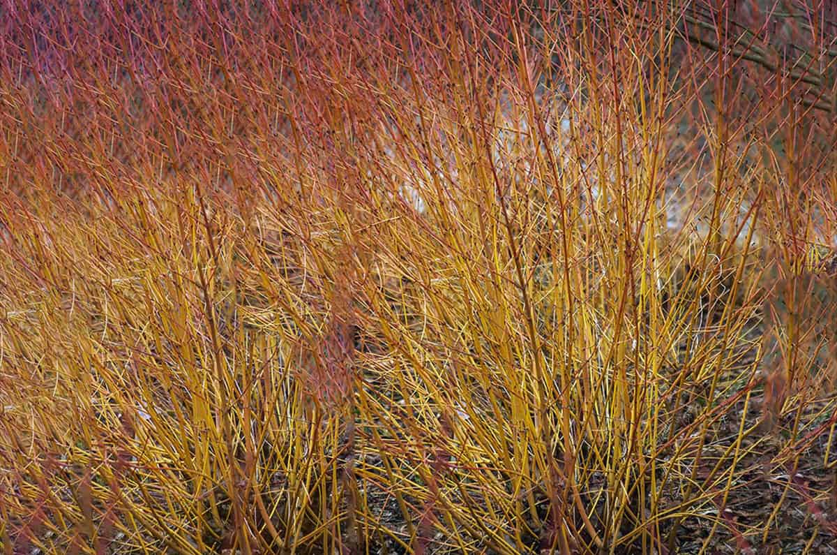 Dogwood, Red Osier - Image 3
