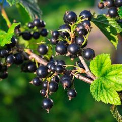 Currant, Black (Titania)