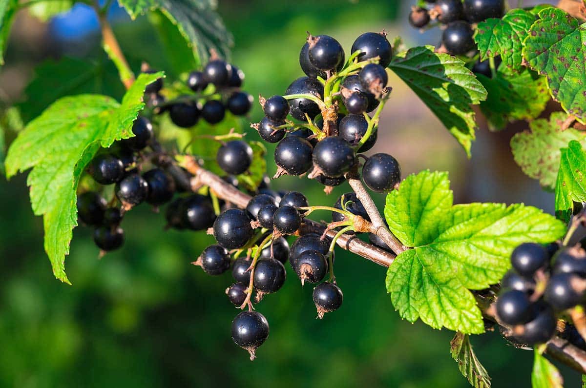 Currant, Black (Titania)