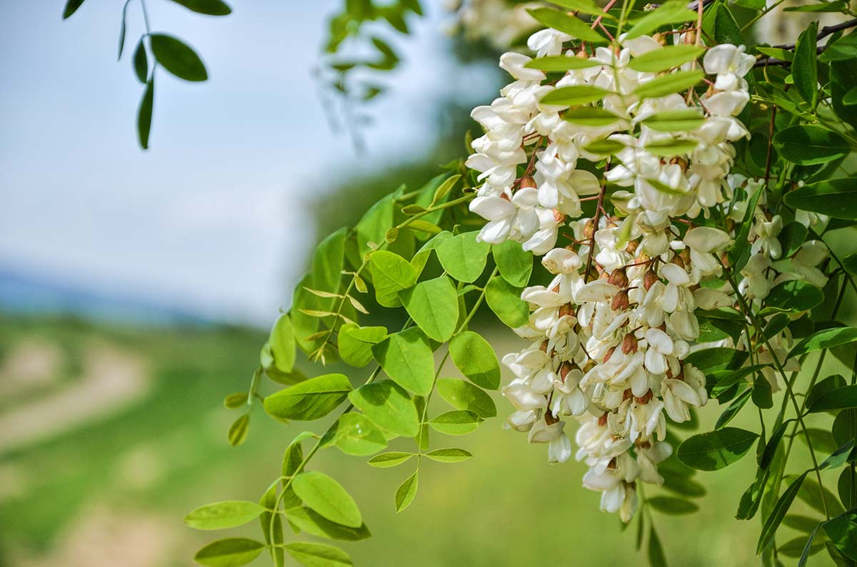 Black Locust