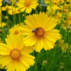 Coreopsis, Lance-Leaf