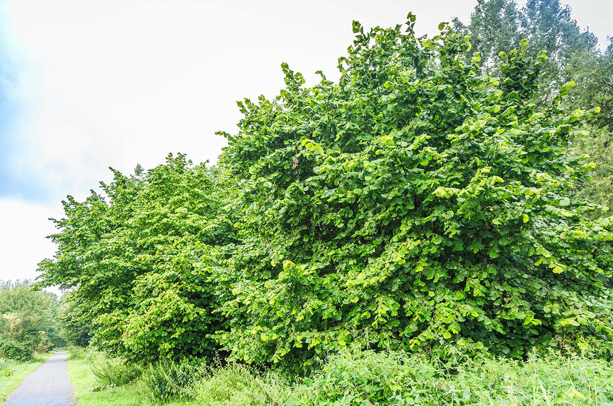 Hazelnut, American - Image 2