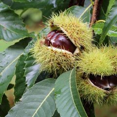 Chestnut, Hybrid