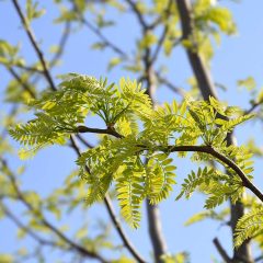 Honey Locust (Thornless)