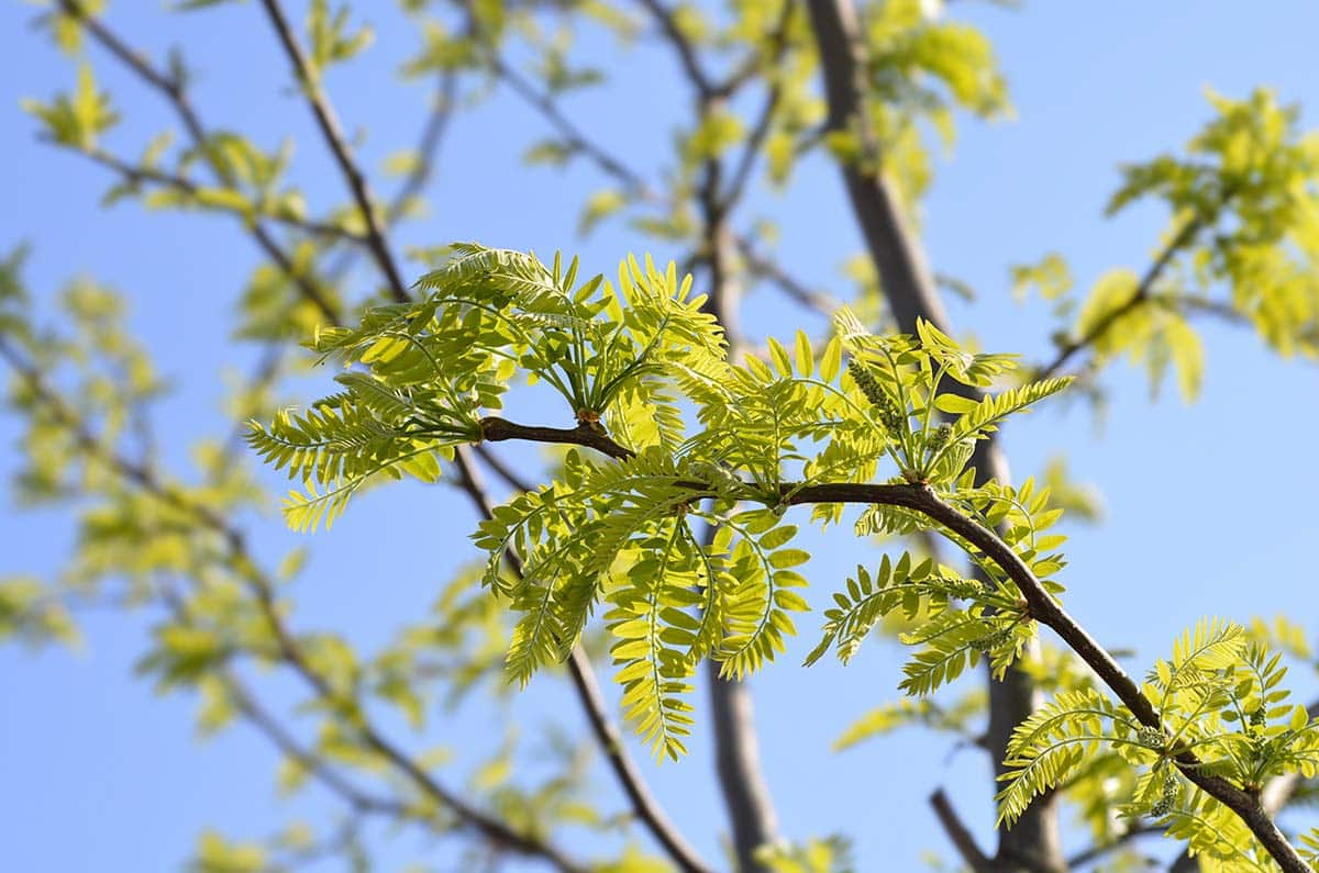 Honey Locust (Thornless)