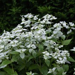 Mountain Mint, Short-Toothed