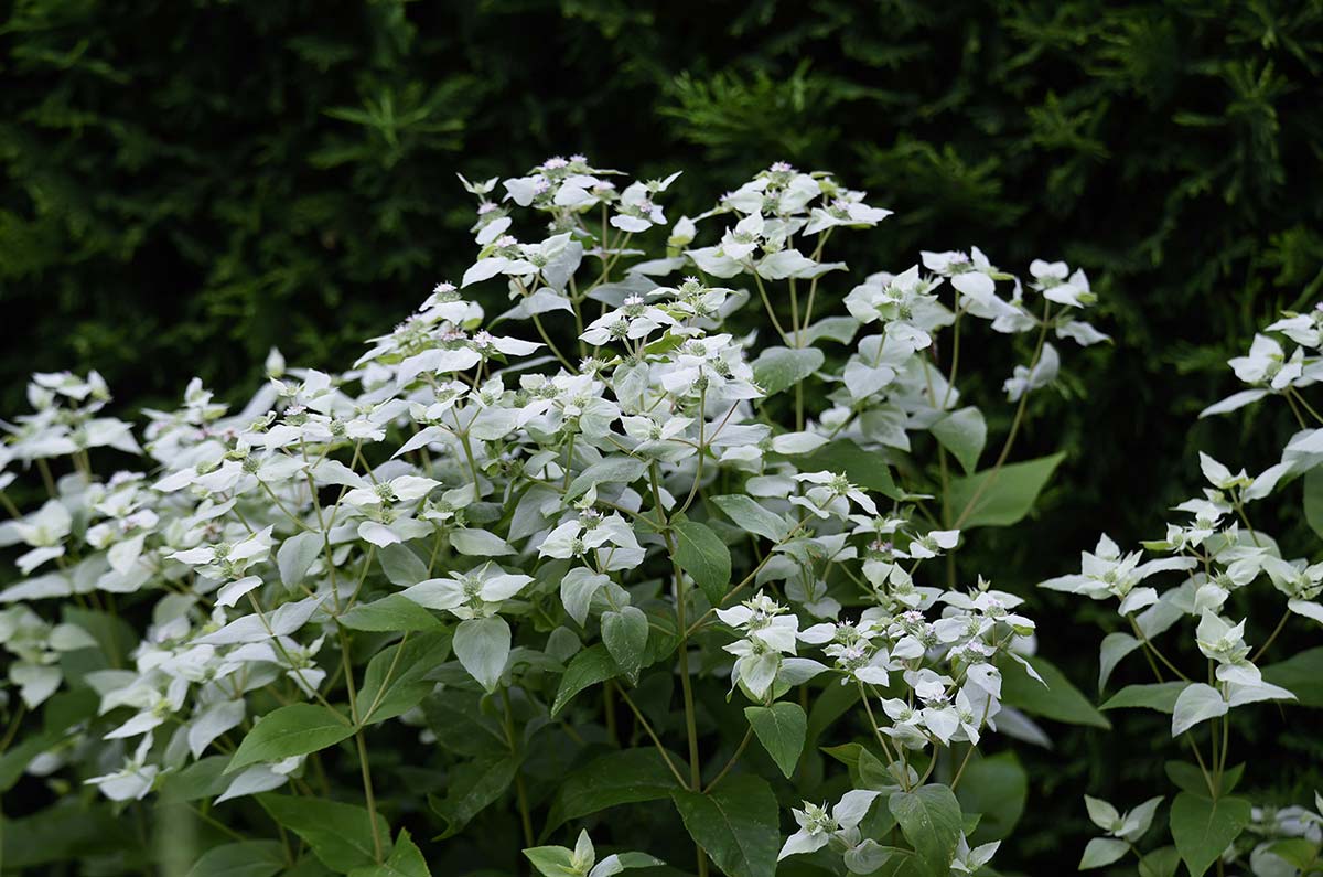 Mountain Mint, Short-Toothed