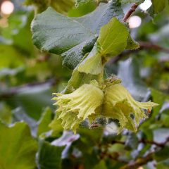 Hazelnut, Hybrid