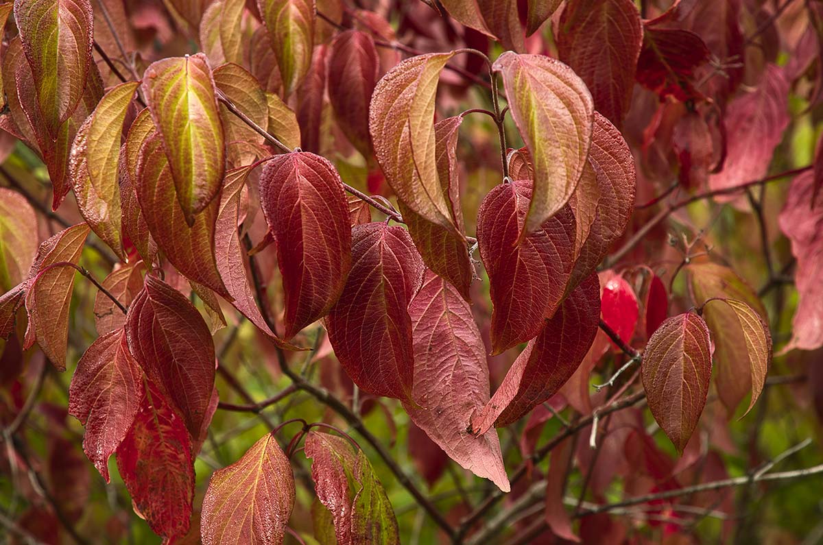 Dogwood, Silky - Image 3