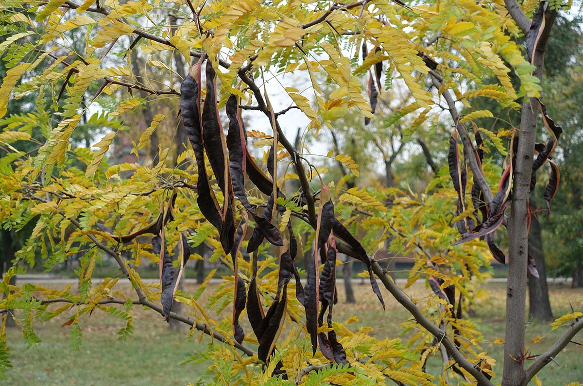Honey Locust (Thornless) - Image 2