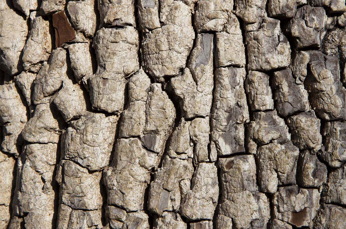 Persimmon, American - Image 4