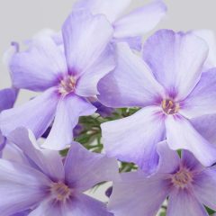 Phlox