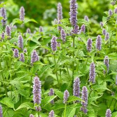 Anise Hyssop