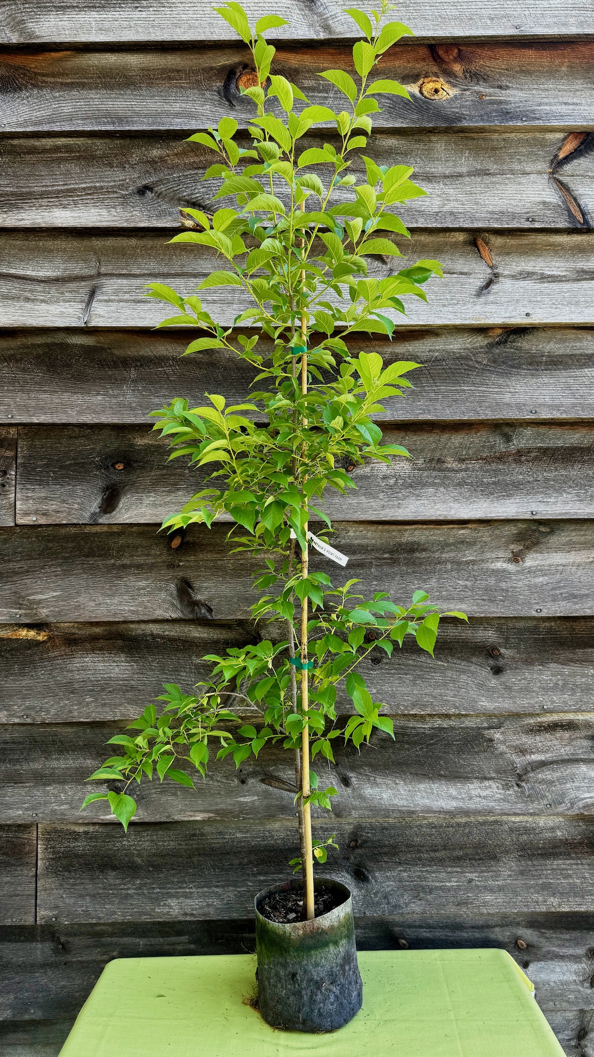 Plum, American - Image 2