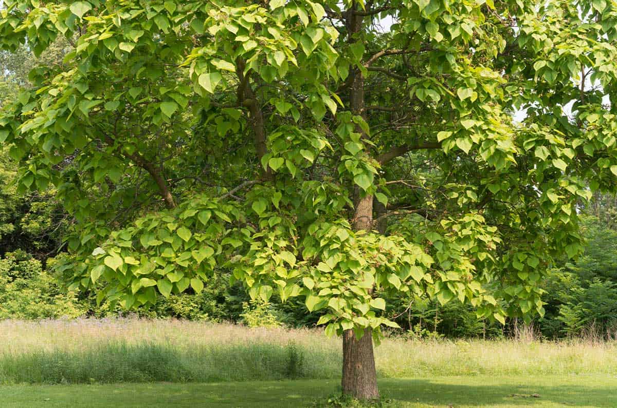 Catalpa - Image 2