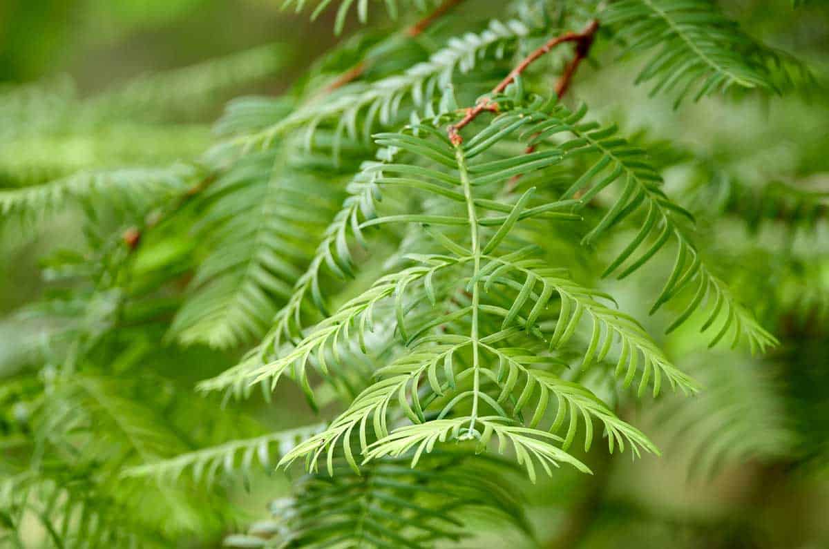 Bald Cypress - Image 2