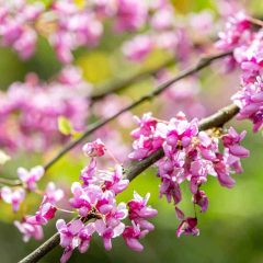 Redbud, Eastern