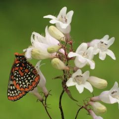 Foxglove Beardtongue