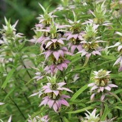 Bee Balm, Spotted