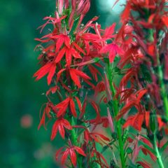 Cardinal Flower