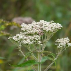 Boneset