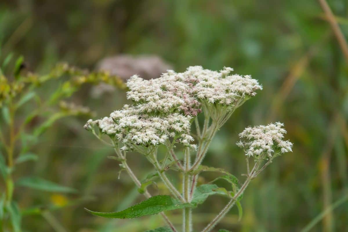 Boneset