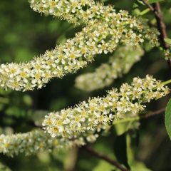 Chokecherry