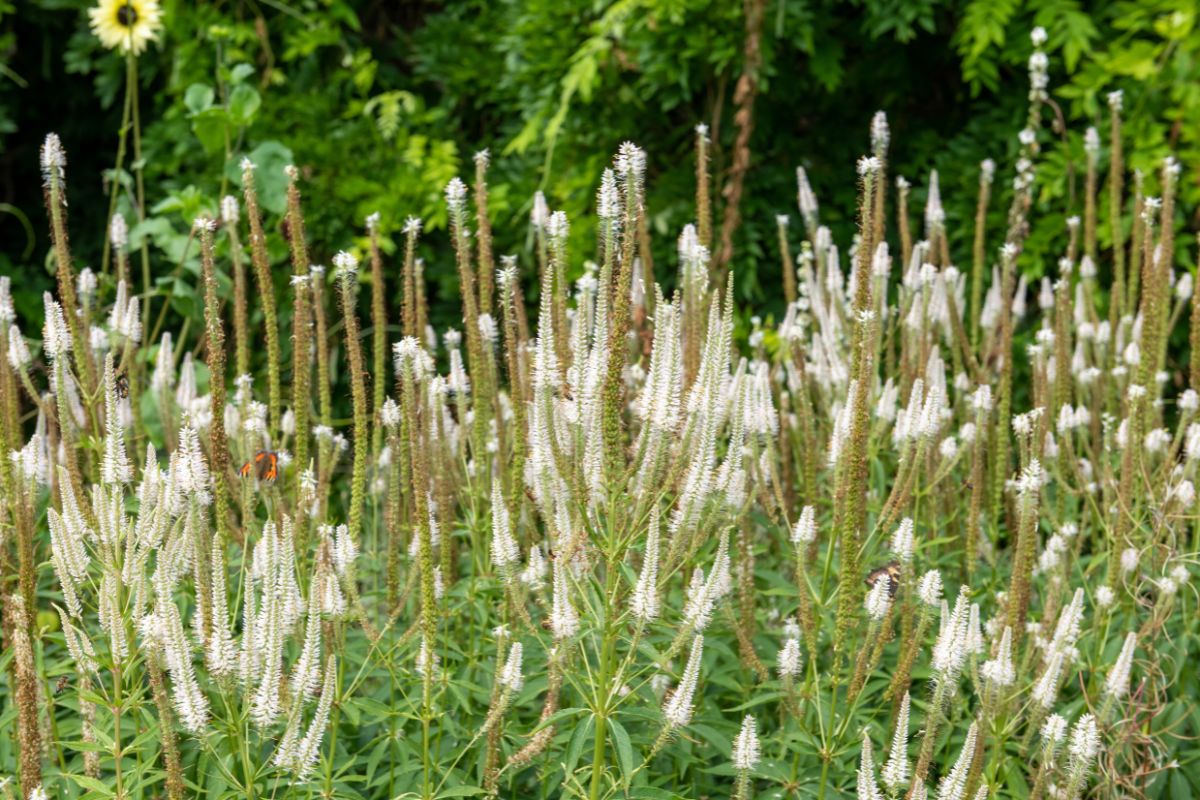 Culver's Root - Image 2