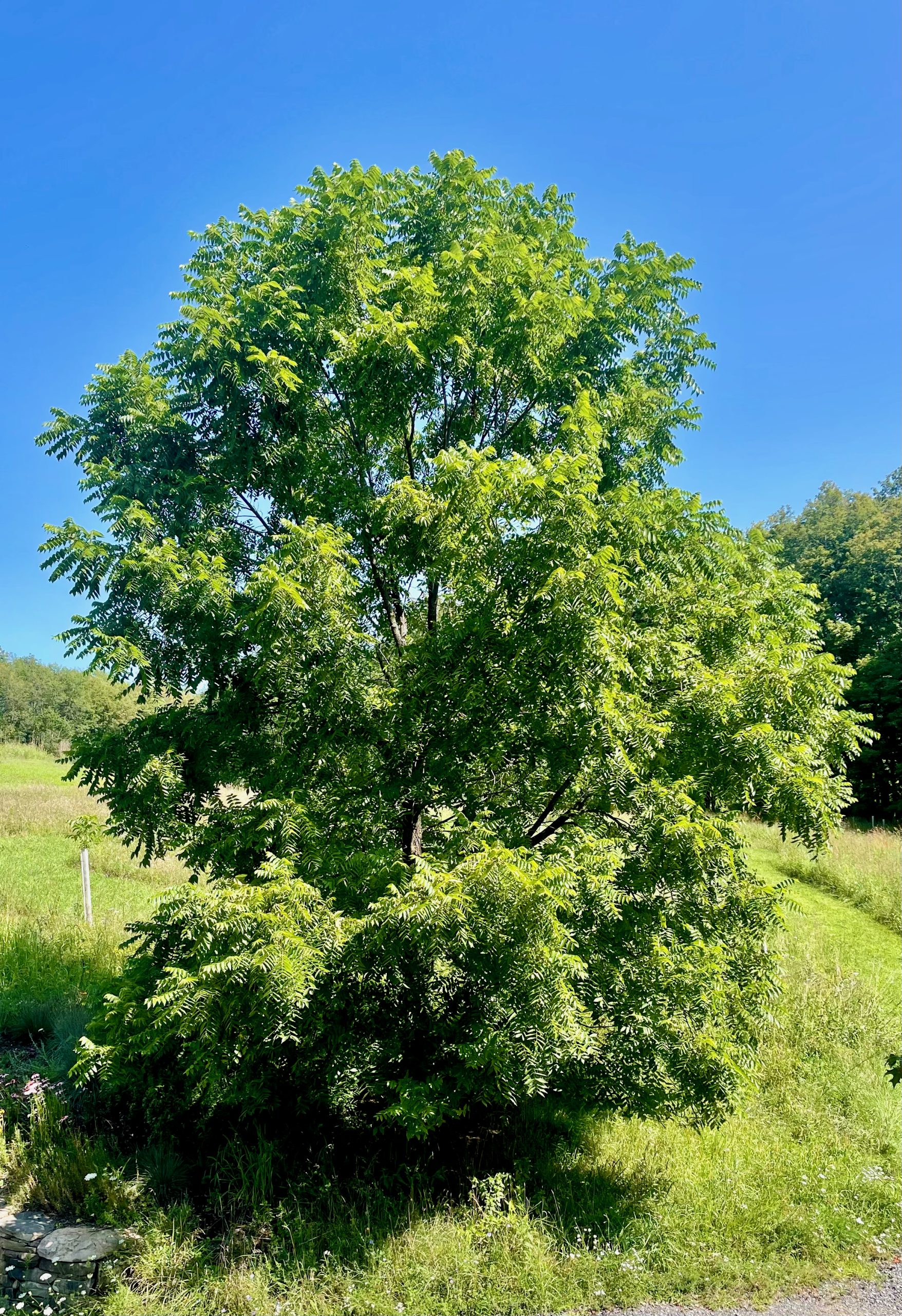 Walnut, Black - Image 2