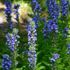 Great Blue Lobelia