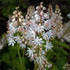 Foamflower