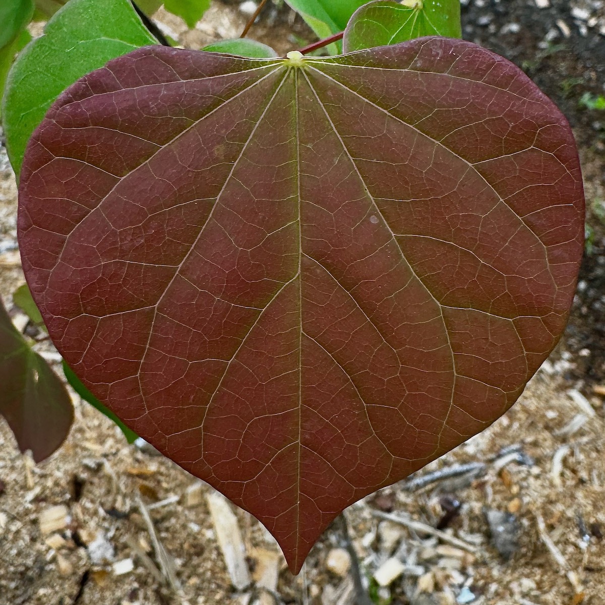 Redbud, Eastern - Image 3