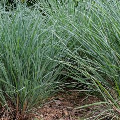 Bluestem, Little