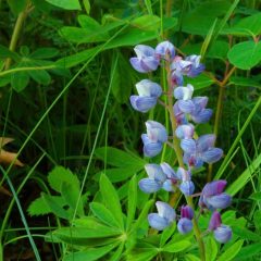 Lupine, Sundial