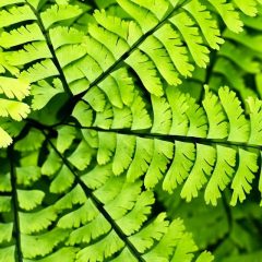 Fern, Maidenhair