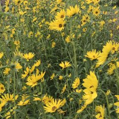 Sunflower, Maximillian