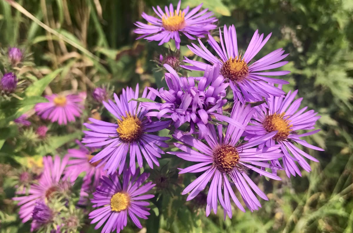 Aster, New England