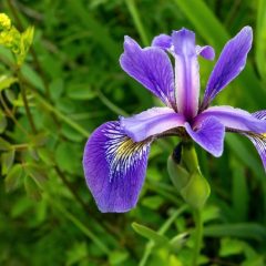 Blue Flag Iris