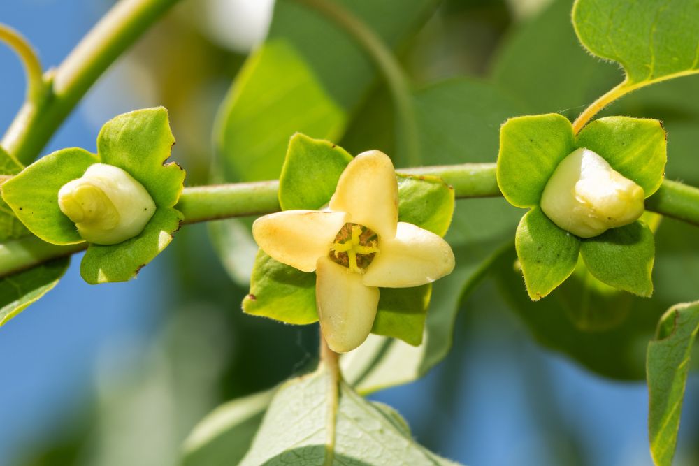 Persimmon, American - Image 3