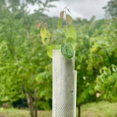 Plantra SunFlex Greenhouse Grow Tube System