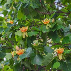 Tulip Poplar