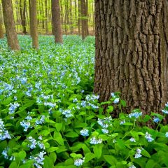 Virginia Bluebells