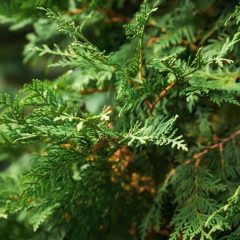 White Cedar, Eastern