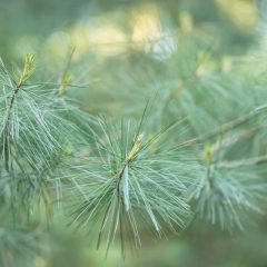 White Pine