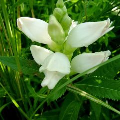 White Turtlehead