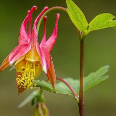 Wild Columbine